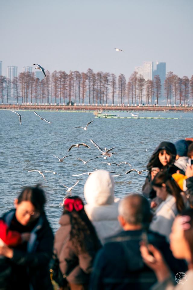 来东湖追鸥，这份私藏待办清单，请收好！