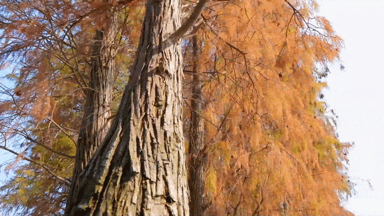 全年最佳观赏期！开平冬日限定美景上线