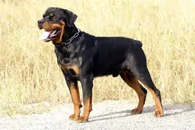 长城热点 | 咬人犬不禁养？是时候考虑规范禁养名单了图片