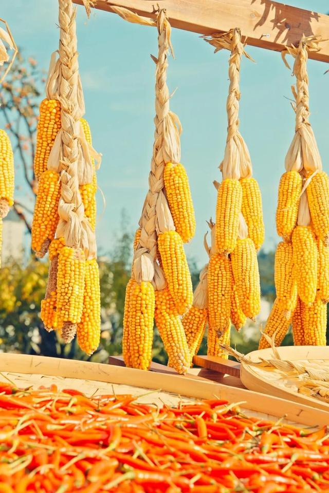 “好柿发生”～婺女洲的“柿”情画意你体验过吗？