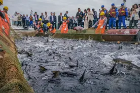 1斤溪鱼抵得上6斤包头鱼，养鱼也讲究“转型升级”图片