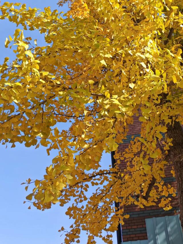 松江秋景开挂！5个宝藏地的红黄皮肤，限时上线！