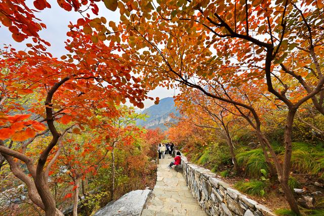 北京坡峰岭：深秋红叶醉游人
