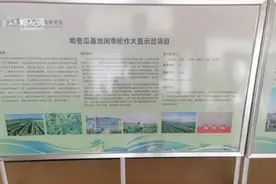 椰视频 | 亩产最高183公斤！海南探索哈密瓜基地闲季轮作大豆技术图片
