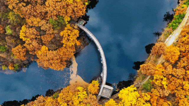 秋景大片都没看，洛阳的秋天，这就结束了？