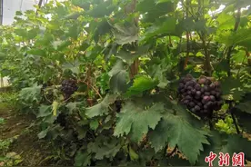 山西阳曲：村落“活起来”  农民富起来图片
