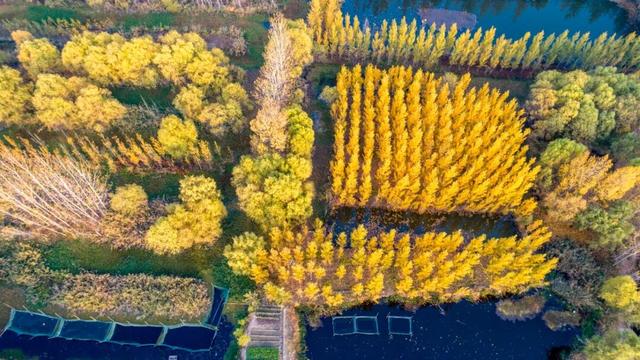 济宁冬季赏叶天花板，错过等一年的绝美景色