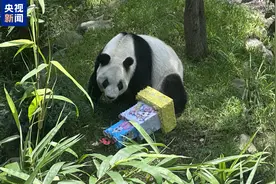 海外现存最长寿大熊猫“欣欣”在墨西哥城迎来35岁生日图片