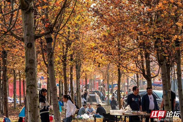 岁暖时刻丨枫落无声，秋意成空——益阳红枫大道的迟暮之美