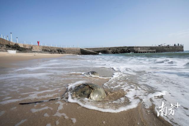 为 “活化石” 撑起保护伞，中华鲎保护方案走向世界