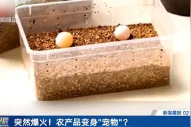 爆火！很多人半夜抢购，也有人担心：能卖这个？图片