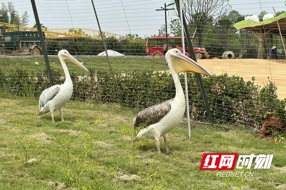 文旅项目精彩亮相，点亮“洞庭水乡 自在沅江”新体验