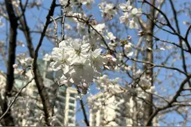 春日限定！在千树邂逅粉色浪漫图片