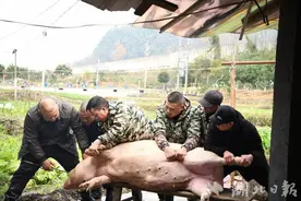 宣恩：杀年猪 吃泡汤 大山深处年味渐浓图片