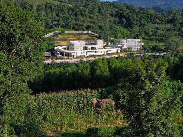 旅居云南大家拍丨云南山林里的 “象” 往诗人