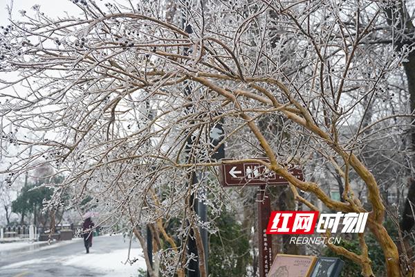 组图丨银装素裹，美成水墨画！岳麓山限定版冬景“上新”