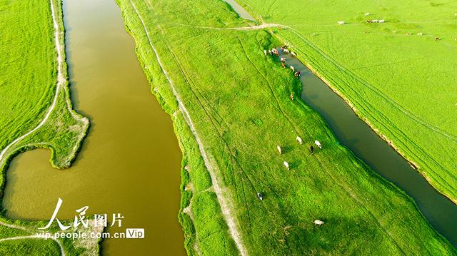 河南：三门峡库区现“生态草原”景观