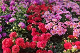 小姐妹送来一束鲜花，杭州阿姨竟然“中招了”！春节买花，要留心这些图片