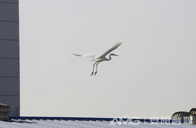 这几年，白鹭爱上了安阳