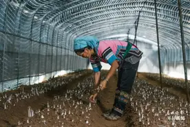 美好生活在云南｜橡胶林下种食用菌，绘就森林新“丰”景图片