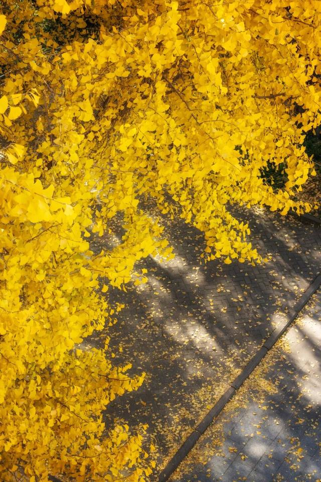 限时绝美！年度顶流！