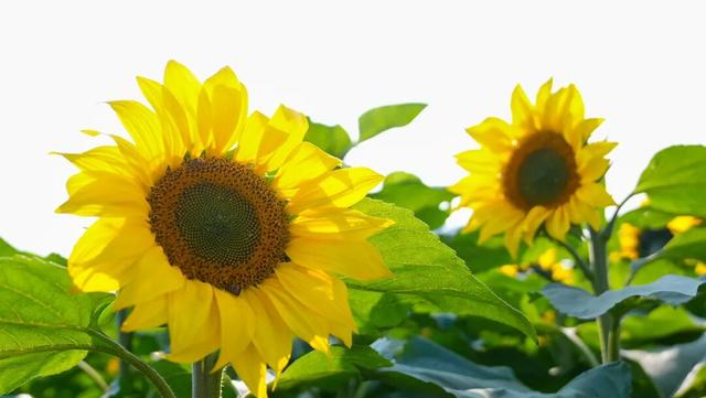 大片向日葵盛开！走！赏花去！