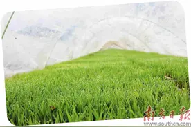 书写高质量发展的春天答卷图片