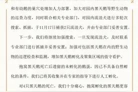圆明园回应4只黑天鹅死亡：均为动物咬伤图片