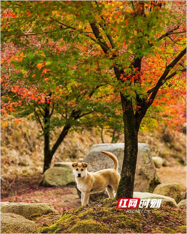 潘华摄影作品：漫步永州蓝山谷 邂逅湘江源头的层林尽染