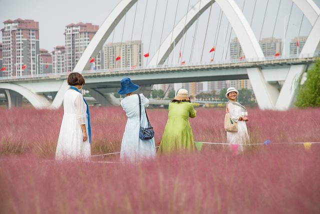临沂：河湾公园粉黛花开如云似霞
