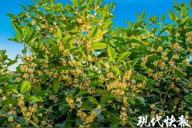 姗姗来迟，淮安满城桂花香图片