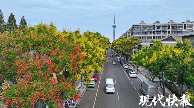金黄缀枝、“灯笼”初挂，南京栾树把秋意带上枝头