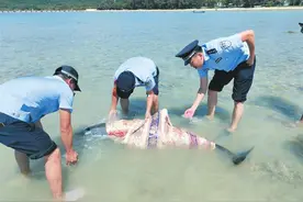海豚受伤搁浅 三亚多方暖心救助图片