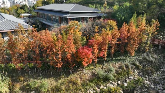 市民身边的多彩乐园，岛城口袋公园进入最美季节