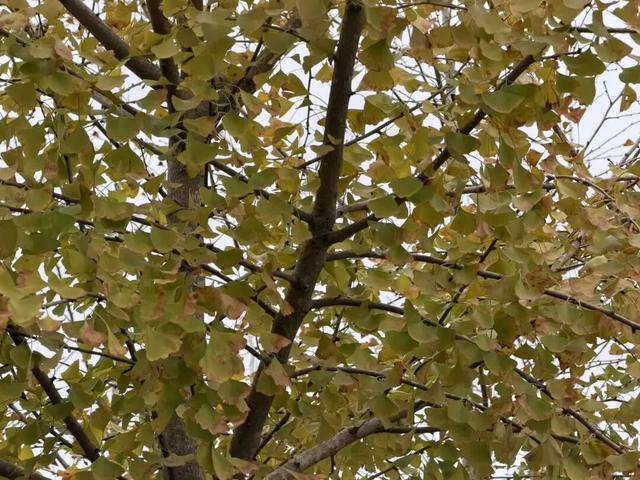 一键收藏！向化镇邀您打卡限定版秋色