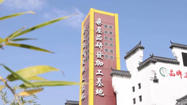 沿着黄河遇见海｜采访团走进夏津黄河故道国家森林公园：科技赋能让千年古桑资源“活”起来