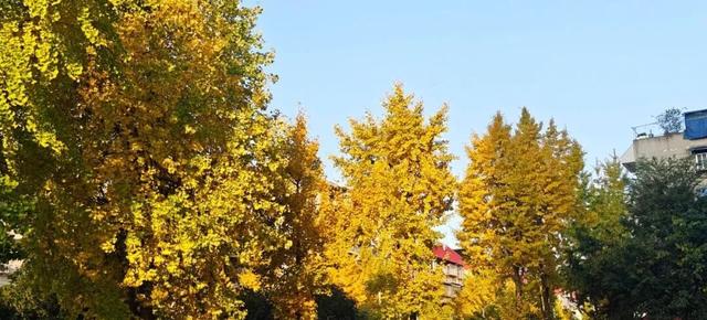 超美!大邑人的顶流来了