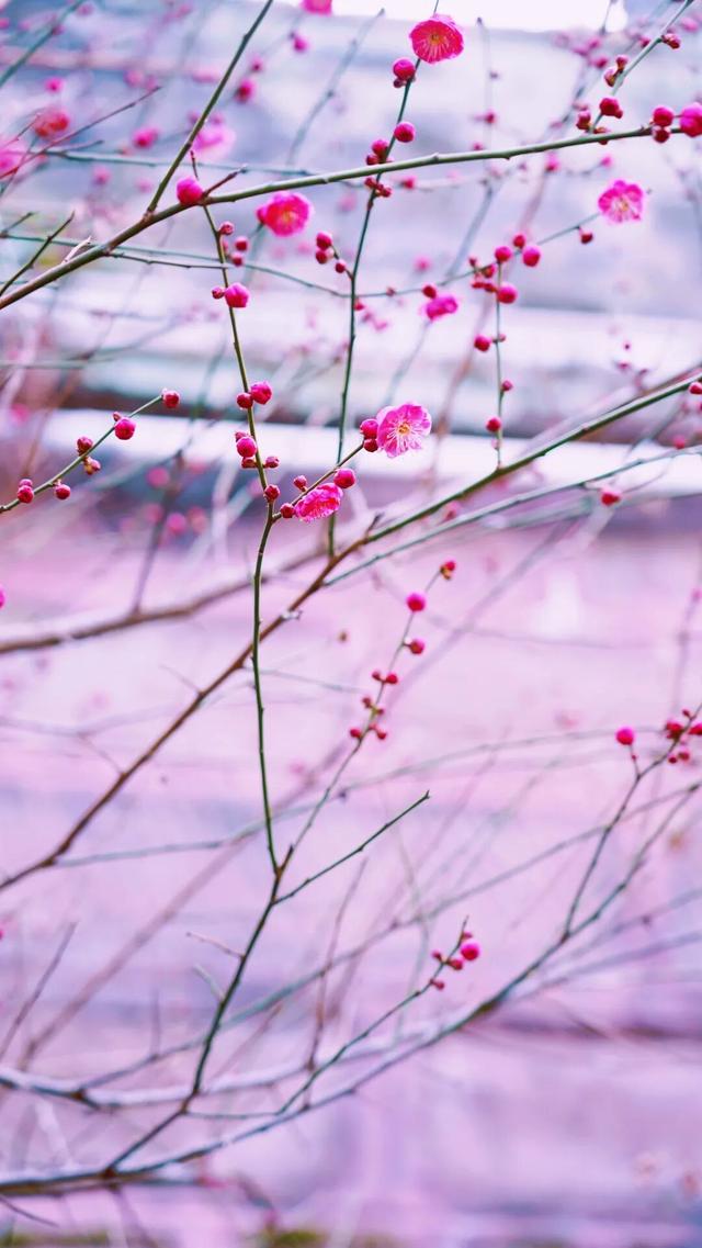 新繁东湖，红梅花儿开正艳！