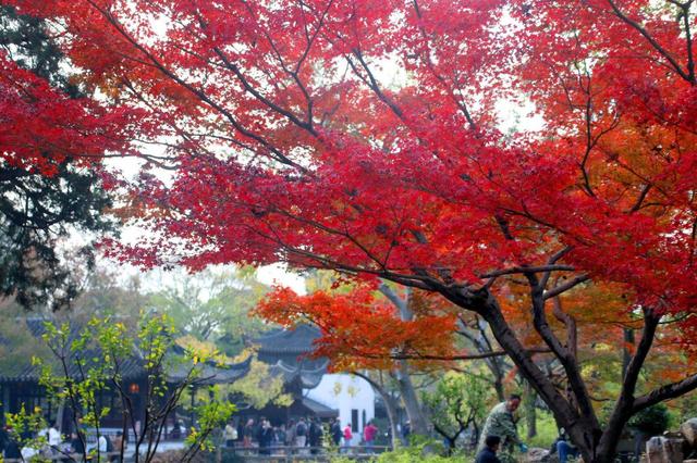 江苏苏州：拙政园“枫”景醉游人