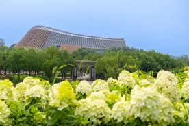 世园公园4万株绣球盛放，花期将持续至10月图片