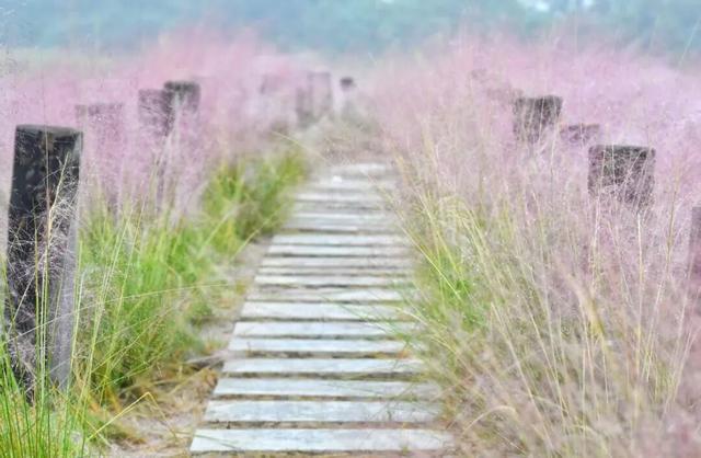 超绝氛围感！蜀山花海实力圈「粉」！