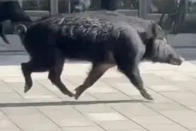 上海街头惊现一野猪狂奔！网友：从来没见过这么灵活的猪……图片