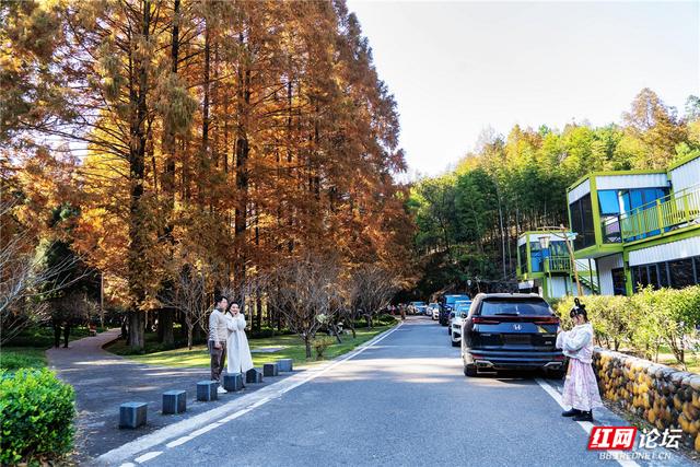【每日一图@湖南】刷屏预警！靖州排牙山千亩水杉林绝美上线