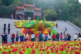 “郁”见春天 “香”约栾川 鸡冠洞郁金香花海节邀您赏花踏春图片