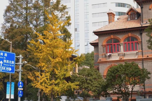 金色长廊加载中！静安这条道路银杏渐入佳境↑