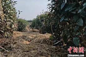 （乡村行·看振兴）江西柴桑区：推动秸秆“变废为宝” 促进农业可持续发展图片