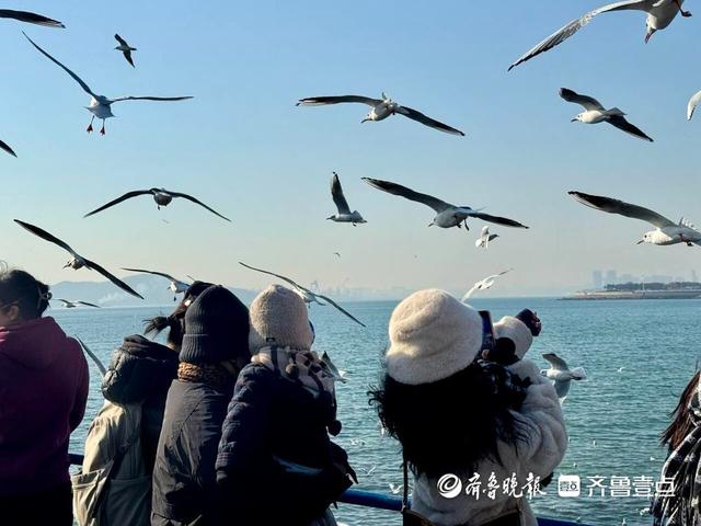 琴岛观澜丨海鸥IP赋能，冷资源变热经济！冬游青岛如何破局？