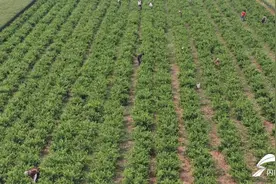 德州市陵城区：金银花喜获丰收变身“致富花”图片