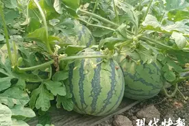 扬州本土“沙头西瓜”批量上市，比往年晚了一个月图片