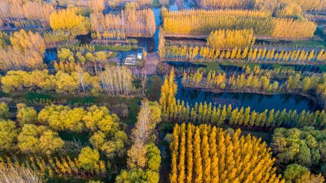 济宁冬季赏叶天花板，错过等一年的绝美景色
